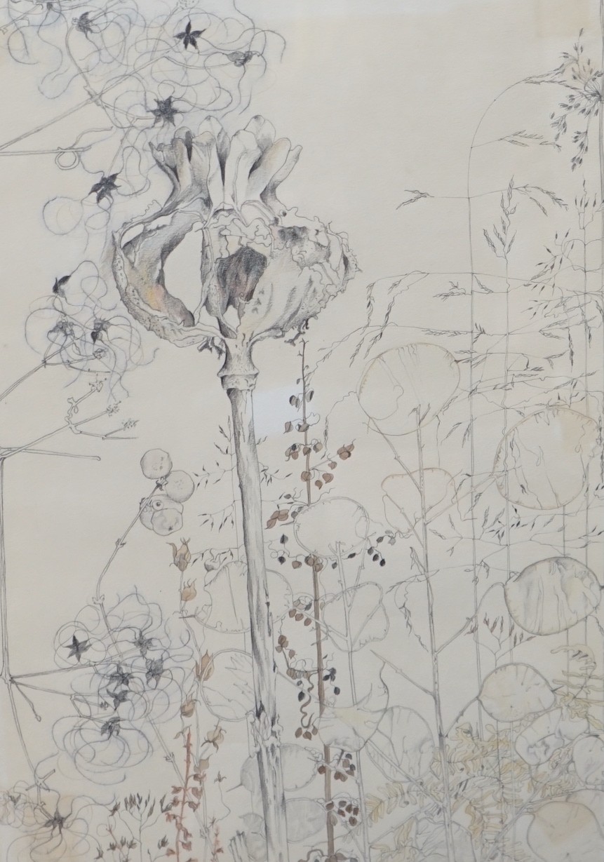 M. Drew, pencil and watercolour, Poppy and Honesty seed pods, signed, 46 x 32cm, with five assorted prints